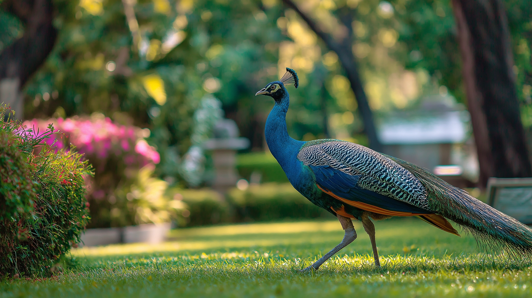 An Indian Peacock with a brilliant blue neck and a long, patterned train of tail feathers walks across a green lawn in a lush, landscaped garden.