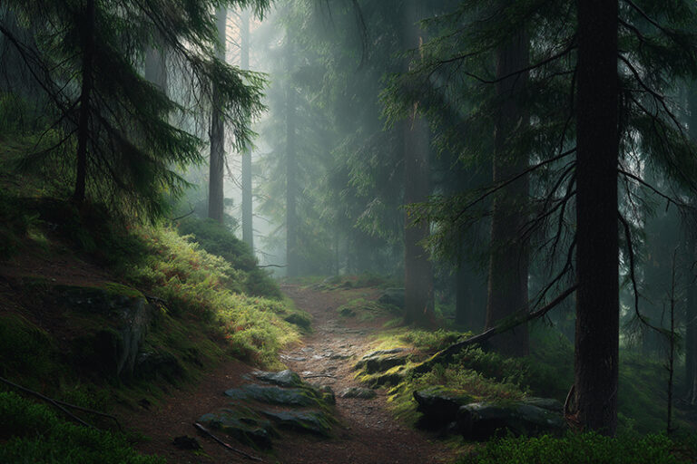 A quiet forest trail winding through pine trees with morning mist and sunrays