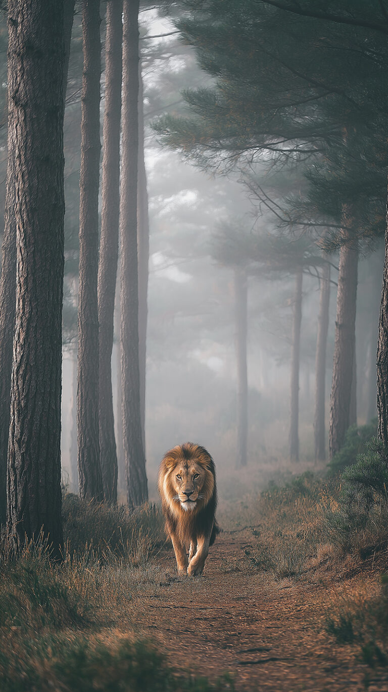 A vertical view of a lion walking on a forest trail with sunlight and mist